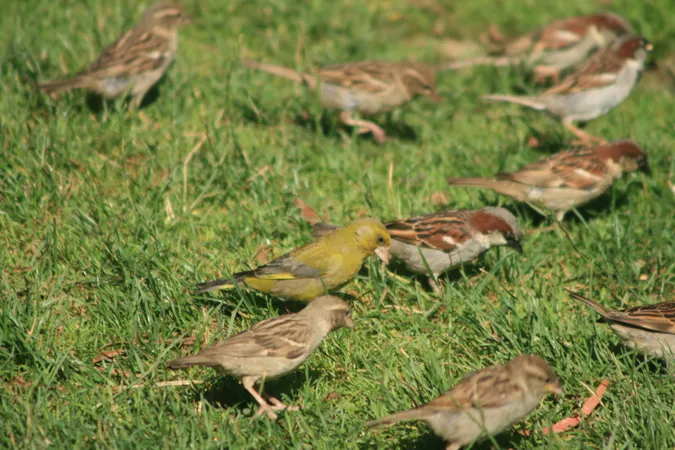 A finch in a flock of sparrows, pecking chicken food out of the grass