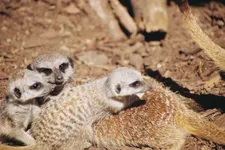 Meerkats, Wellington Zoo