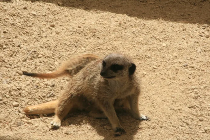 Meerkat, Wellington Zoo