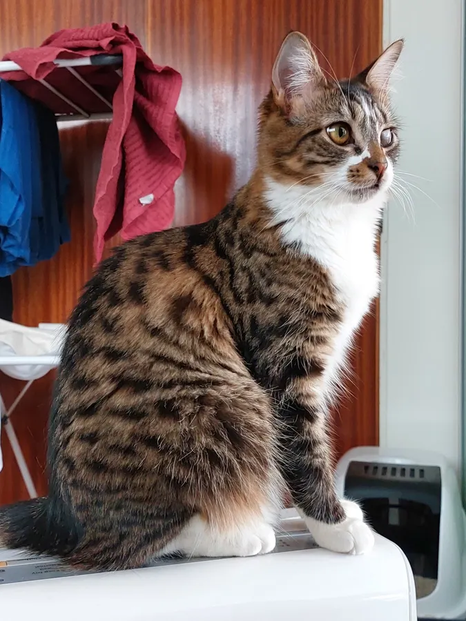 Odette on top of a dehumidifyer, with clothes rack and litter box behind