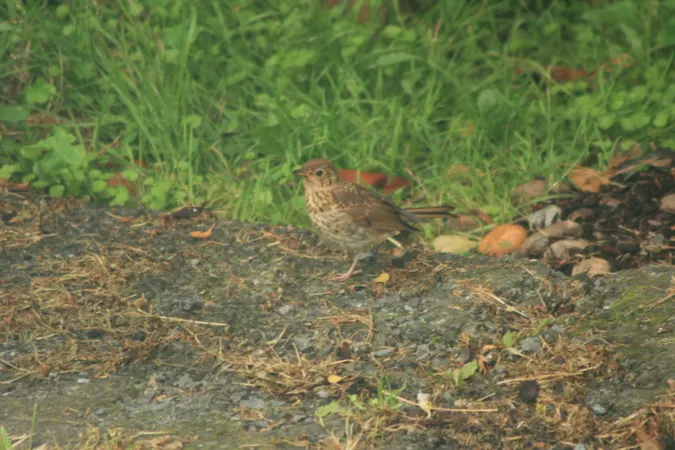 Not contemporanously captioned: A telephoto picture of a sparrow in overcast lighting