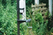 Tauhou on a bird feeder