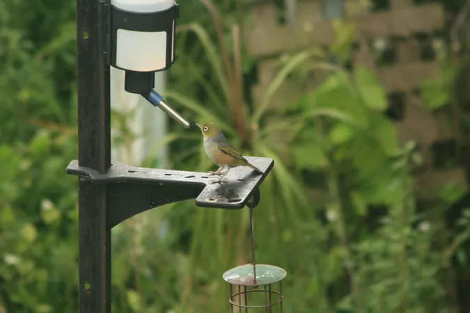 Tauhou/Silvereye on the feeder yesterday